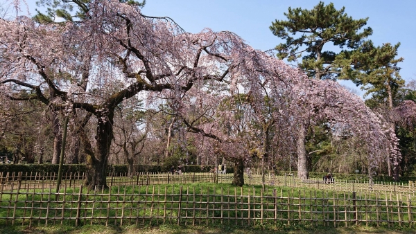 京都御苑近衛邸跡の枝垂れ桜