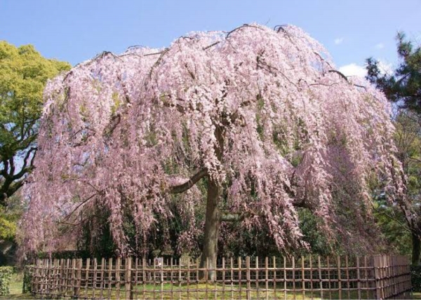 長健寺　枝垂れ桜