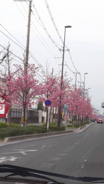 新堀通りの桜