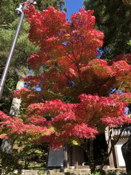 西明寺　紅葉２