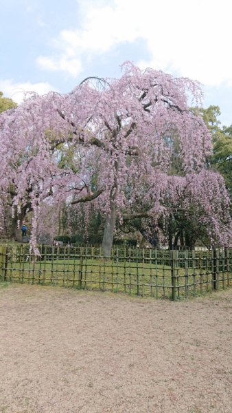 京都御苑